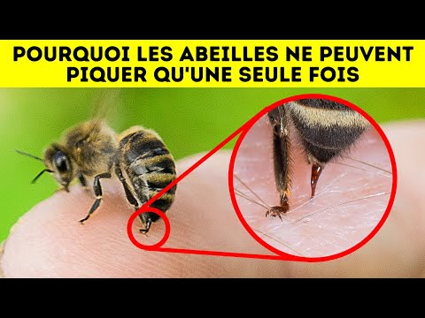 Pourquoi les abeilles ne survivent pas après vous avoir piqué (et autres faits sur les animaux)