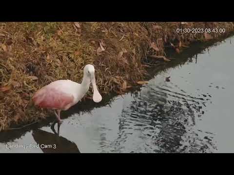 Roseate Spoonbill Forages Near Lagoon Below Savannah Nest – Jan. 30, 2023