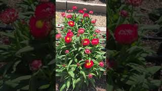 Granvia Super Strawflower Series at Young's Trial Gardens