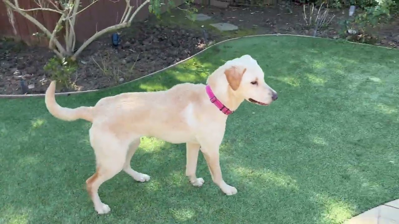 Lexi loves the game of chase