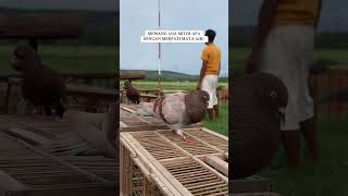 Download lagu Mitos merpati mata putih #merpatinusantara  #shorts mp3