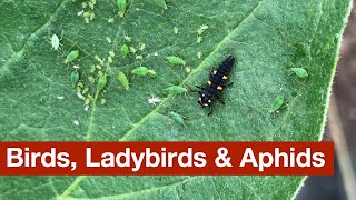 Birds, Ladybirds & Aphids