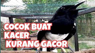 Download lagu VIDEO KACER INI COCOK UNTUK MANCING EMOSI KACER LAMBAT PANAS mp3