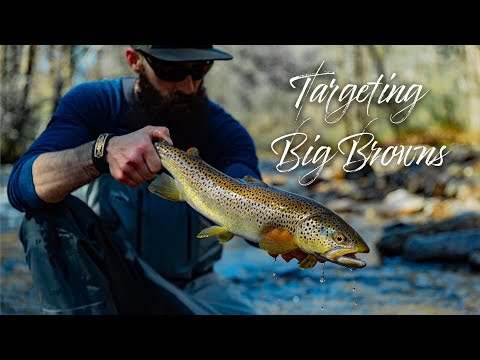 TARGETING BIG BROWN TROUT with CJ LORD