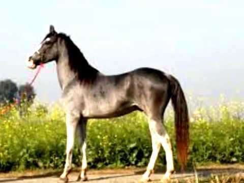 Os Serranos Tordilho negro