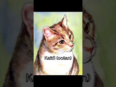 Meilleure nom de chat japonais partie 1 (partie 2)