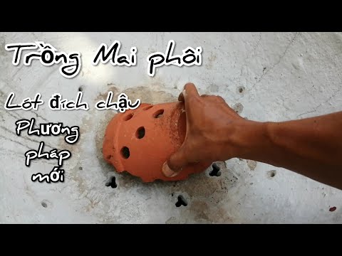 Trồng mai mới bứng, kỹ thuật lót đích chậu của nhiều nghệ nhân.