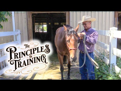 The Principles of Training Season 3 Episode 8: 