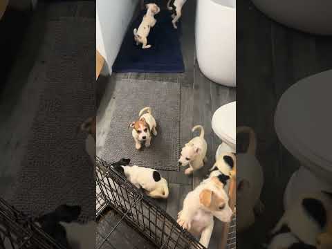 Abandoned Pups after being taken home and given warm bath. Happy and healthy. Will find good homes.