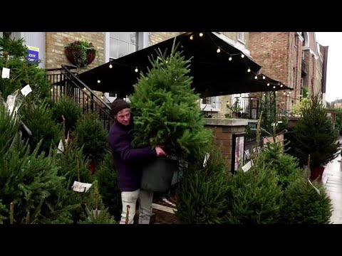 これらのクリスマスツリーは、イギリスでレンタルアップされています。 (These Christmas trees are up for rent in England)