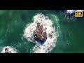 The Ocean 4K