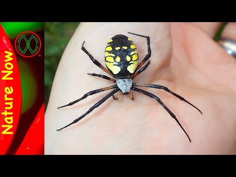 image-What kind of spider has black front legs?