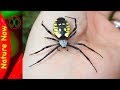 The Best 25 Yellow Garden Spider Bite