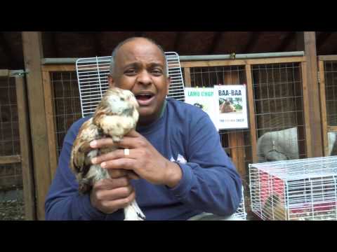 shaji with Karatee Chicken