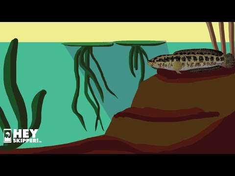 YouTube video about: Where can I buy snakehead fish?