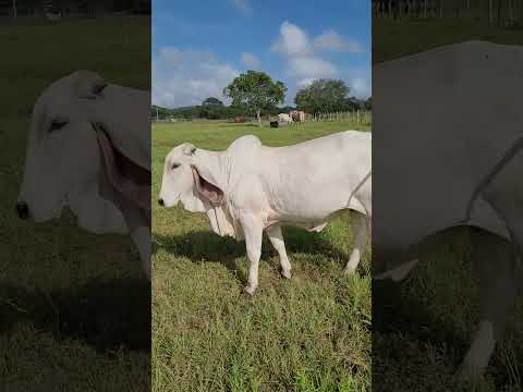 aqui sou muito feliz fazendo oque mas gosto 🤠🐂🐄