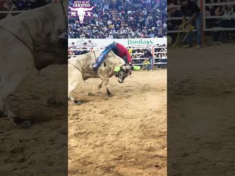 ‼️UNA MONTA ESPECTACULAR Y DRAMÁTICA‼️😱 GORRION DE NAYARIT JR QUEDO PRIVAD0! #jaripeo #toros