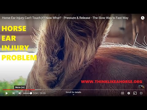Horse Ear Injury Can't Touch It?  Now What? - Pressure & Release - The Slow Way Is Fast Way