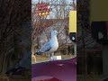 Seagull Wants McDonald S