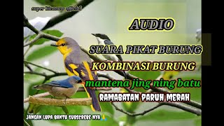 Download lagu suara pikat burung kombinasi Jing Jing batu mantenan rambatan paruh merah mp3 Download lagu suara pikat burung kombinasi Jing Jing batu mantenan rambatan paruh merah mp3