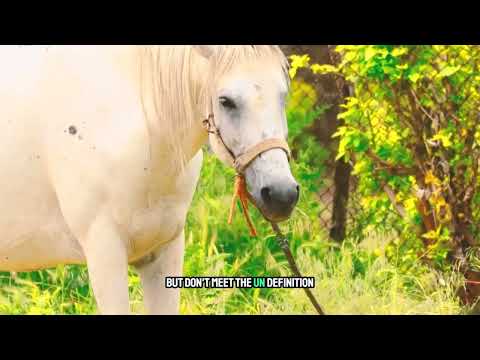 The Truth About Farm Attacks in South Africa