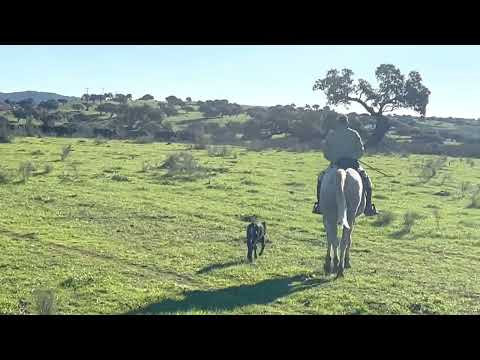 El BECERRO PERDIDO buscando a su MADRE se ahija voluntariamente