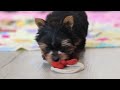 Yorkshire Terrier dogs for sale: Jonah - Video 1