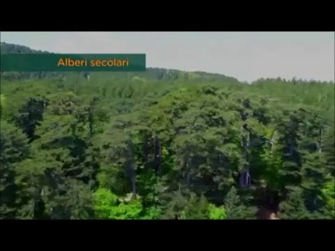 PARCO NAZIONALE DELLA SILA - PAROLA DI POLLICE VERDE [RETE4] Estratto Puntata del 28/04/2018