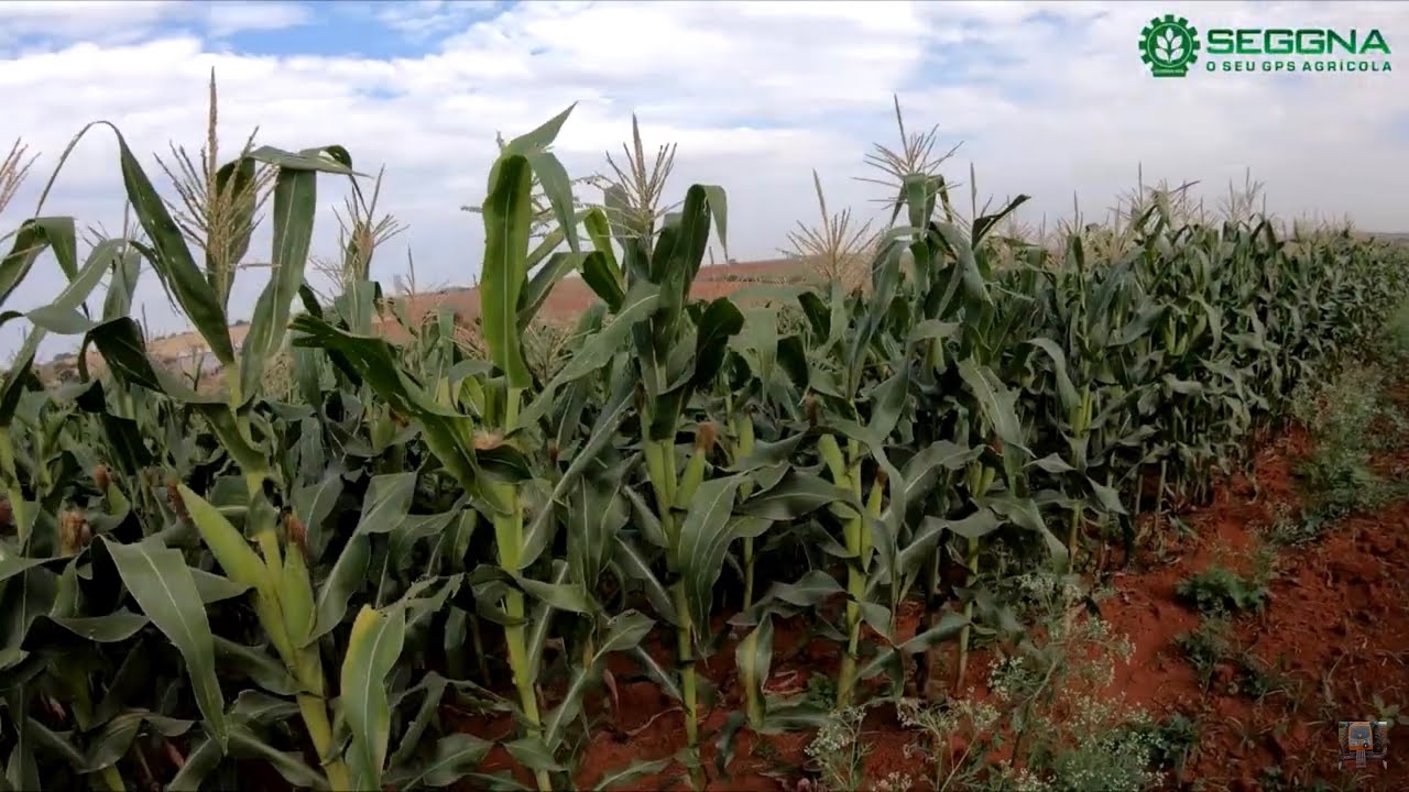 MILHO VERDE BIOMATRIX 3066 QUASE NO PONTO DE COLHEITA!