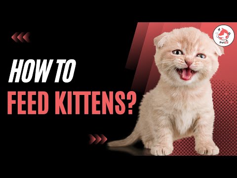 How to Feed a Kitten for Optimal Health and Growth?