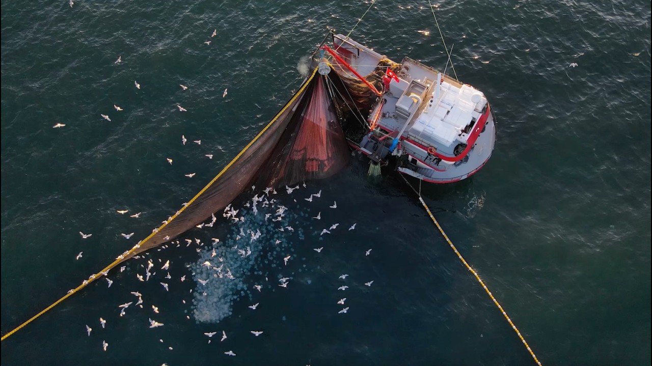 Ultimate Beneficial Ownership in Fisheries: The Critical Need for Transparency in Vessel Ownership