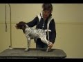 German Shorthaired Pointer Devon Stacks 13 Weeks