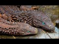 12 UNIQUE Animals You Won T Believe Actually Exist