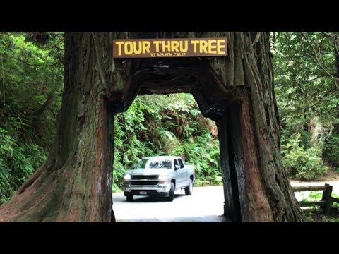 We drove our truck through a TREE!