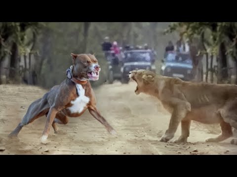 Pitbull VS Lion - Lion VS Pitbull Amazing Comparison! - Blondi Foks