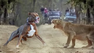 Pitbull VS Lion - Lion VS Pitbull - Blondi Foks