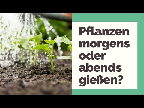Should I water my plants in the morning or evening? When is the perfect time?