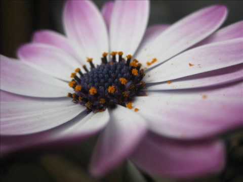 Experience 7 - Isabelle