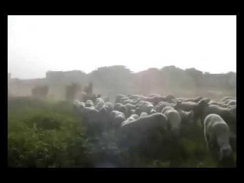 ONDA TG 16.04.2014 - ASSOCIAZIONE OVICAPRINI SU STRAGE DI AGNELLI A PASQUA