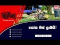 balumgala-12-03-2019