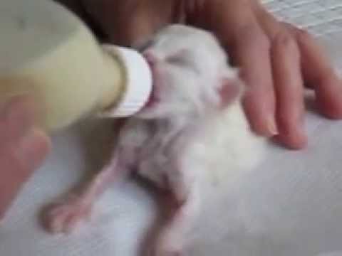 Kendalian Birman Bottle feeding Newborn Kitten