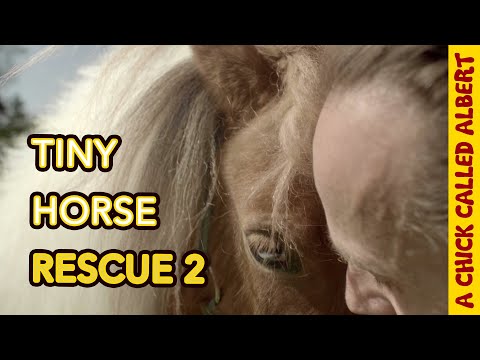 The Smallest horse I'd ever seen meets Iris