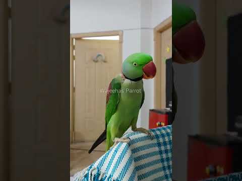 Why is Shonay repeating after me!? 😆