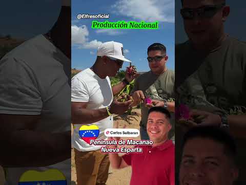 producción Nacional 🇻🇪 Península de Macanao - Nueva Esparta