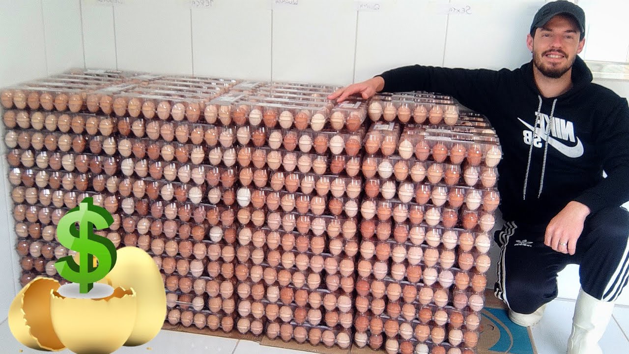 30 MIL OVOS POR MÊS 😱🥚 Pra quem, por quanto e onde vendemos todos esses ovos? 🥚🥚🥚