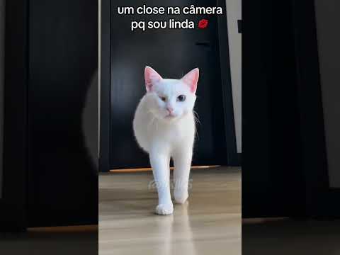 agora eles DESCOBRIRAM! #curiosidades #viral #fy #cat #dracscuriosidades