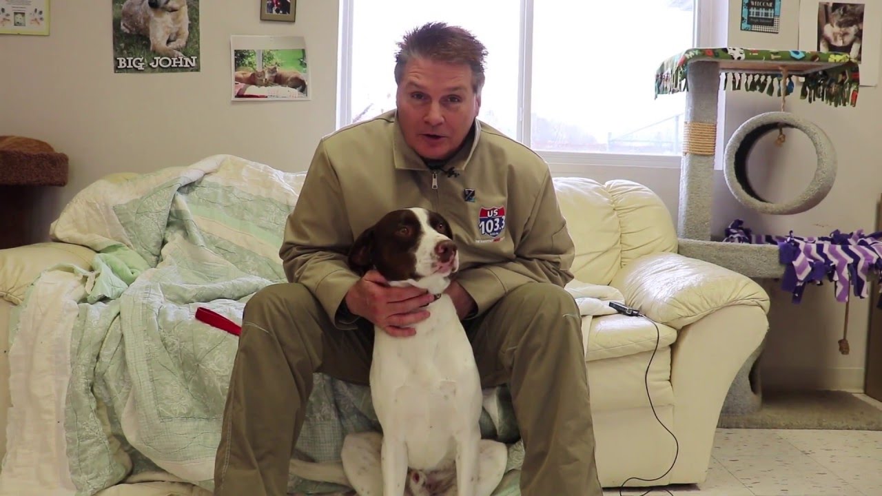 Critter Corner Features a Beautiful Pointer Mix