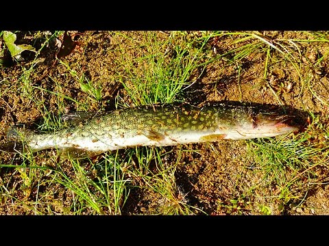 Tispaquin Pond, Middleboro, MA