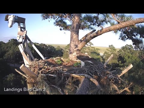 Savannah Birds 9/15/2022 - Red-Tailed Hawk visits the Nest this evening