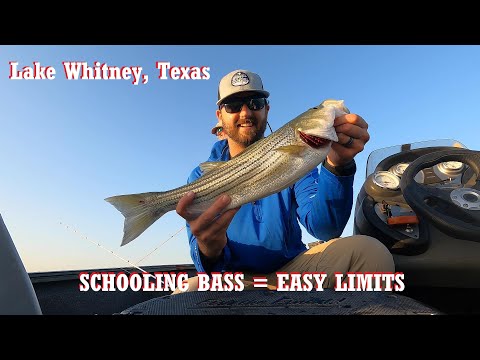 STRIPED BASS Limits! Caught in THE MIDDLE of SCHOOLING FISH! (Lake Whitney, TEXAS)